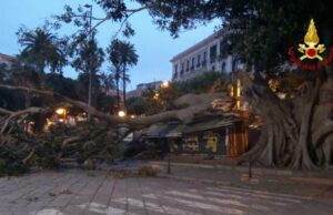 Crollo Ficus, Mulas e Andreozzi: “È stato fatto tutto il possibile?”