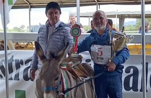 Asino di razza sarda, vince il ciuchino Bettua di Villasalto