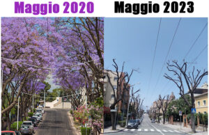 Via Milano: quanto sono tristi le jacarande capitozzate?