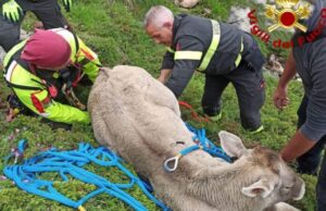 Mucca scivola sul Gennargentu, salvata dai vigili del fuoco