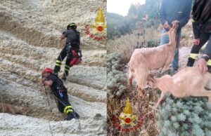 Capre bloccate sulla scogliera: il salvataggio dei Vigili del fuoco