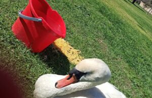 Monte Claro, il cigno Ugo sta male: l’appello al sindaco Truzzu
