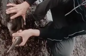 Sorso, cormorano salvato da una lenza: lui ringrazia