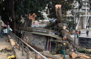 Crollo Ficus secolare a Cagliari, Polastri: “Si faccia chiarezza”