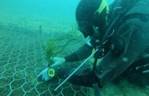 Trapianto record di Posidonia: è il più esteso del Mediterraneo