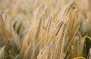 Coldiretti: “Il mercato premia grano duro sardo e progetto di filiera”