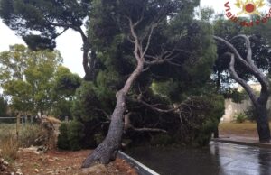 Paura a Cagliari: albero cade in mezzo alla strada in via Calamosca
