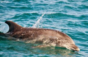 Castelsardo, arrivano 30mila euro per la tutela dei mammiferi marini