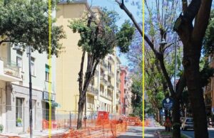 In via Dante, 14 Prunus Pissardi sostituiranno alberi a rischio schianto