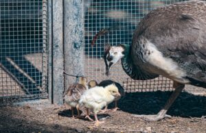 Sorpresa al parco di Monte Urpinu: nati 9 pulcini di pavone, uno è albino Sorpresa al parco di Monte Urpinu: si schiudono 9 pulcini di pavone, uno è albino