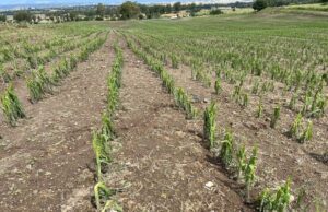 Agricoltura in ginocchio per maltempo, appello della Cia ai sindaci