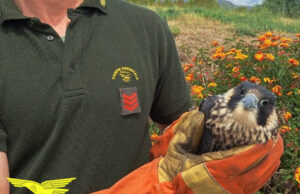 Aquila reale e falco pellegrino soccorsi dai Forestali a Pula e Armungia Aquila reale e di Falco pellegrino è importante: sono predatori all'apice della catena alimentare, indicatori dello stato della biodiversità dell'ambiente naturale in cui vivono