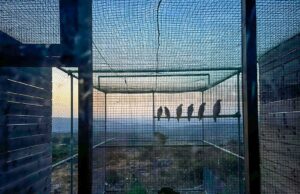 Bosa, rilasciate sei aquile di Bonelli: la specie è a rischio estinzione