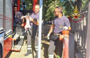 Muravera, cagnolino si perde e rischia di essere investito: salvato dai vigili