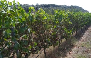 Caldo, si contano i danni: in Ogliastra a rischio la vendemmia 2023