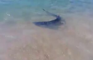 Squalo avvistato a Costa Rei: panico in spiaggia
