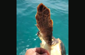 Caretta caretta salvata al largo di Chia: era intrappolata in una rete