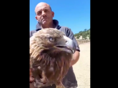 Laconi, due allevatori salvano un’aquila reale ferita