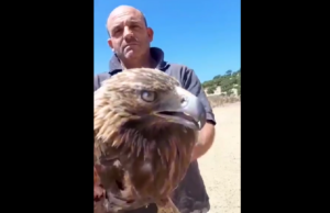 Laconi, due allevatori salvano un’aquila reale ferita