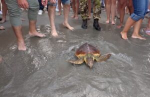 Cagliari, liberata Caretta caretta nel mare del Poetto