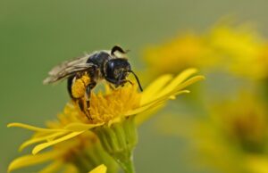 Caldo record, addio al 40% delle api sarde: danni per oltre 10 milioni