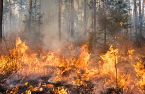 Allerta della Protezione civile per caldo e incendi, bollino rosso e arancione