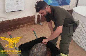 Una tartaruga marina salvata nelle acque a largo di Porto Tramatzu