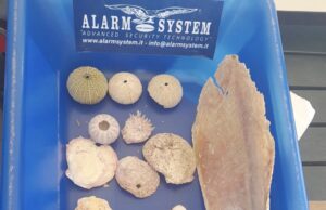 Tentano di partire per Livorno con conchiglie prese a Olbia: denunciati due turisti