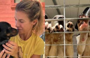 Appello della consigliera Manca (Fdi): “Abbandonare i cani è vergognoso”