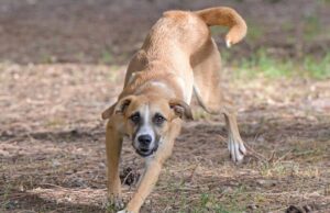 Cani legati a catena, gli animalisti a Todde: “Subito un’ordinanza di divieto”