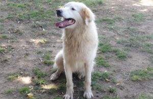 Adozioni al canile di Cagliari, la nuova protagonista è Filomena