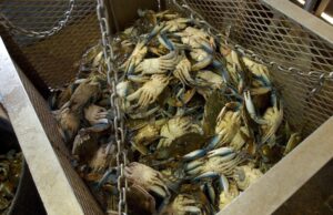 Cresce l’allarme per il granchio blu, danni agli allevamenti in Sardegna