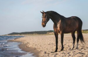 Corse a cavallo non autorizzate a Siniscola, bagnanti attoniti