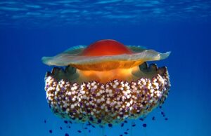 Meduse catturate e infilzate sulle spiagge, l’appello: “La Cassiopea è innocua”