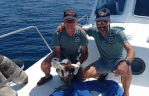 Alghero, grifone infreddolito sulla falesia: salvato dalla Forestale