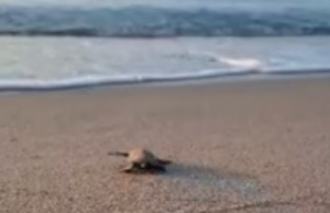Nuova schiusa di uova al Poetto, 70 tartarughine prendono il mare