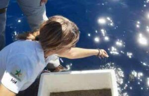 Vagavano sulla pista ciclabile del Poetto, 25 tartarughine salvate dalla Forestale