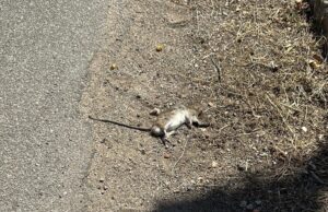 Moria di topi a Gutturu’e Flumini, Salis: “Intervento previsto in questi giorni”