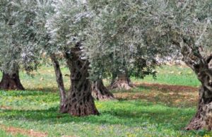 Olivicoltura sarda in forte difficoltà: produzione 2022 in calo del 13%