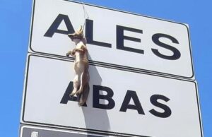 Volpe impiccata a cartello stradale, foto choc fa il giro dei social