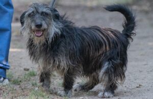 Continua la campagna di adozioni al canile di Cagliari: il protagonista è Zeno