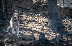 Cani legati alla catena, LAV: “La Giunta intervenga con legge regionale”