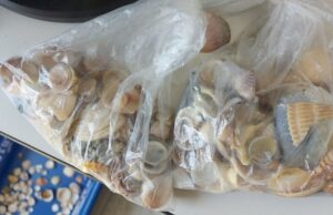 Coppia di crocieristi sorpresa con un chilo di conchiglie prese al Poetto