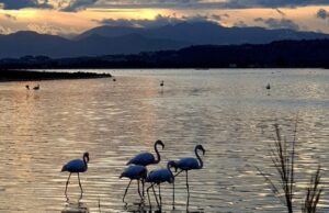 Molentargius, 128 pulli di fenicottero inanellati e pronti al volo