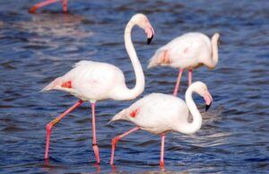 Fenicottero ferito in spiaggia: salvato dai barracelli di Stintino