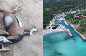 Muflone trovato morto a Golfo Aranci, aggredito e ucciso da cani randagi