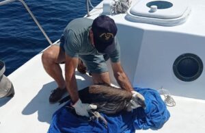 Giovane esemplare di grifone salvato nell’area marina di Capo Caccia
