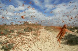 Lotta alle cavallette, l’esperto Venturelli: “Sardegna all’avanguardia”