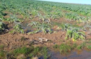 Danni per le calamità naturali di un anno fa, ristori in arrivo