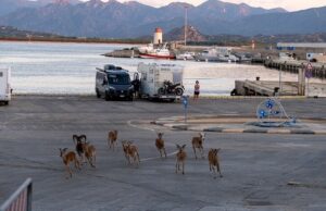 Gruppo di mufloni al porto di Arbatax, la foto di un turista fa il giro del web